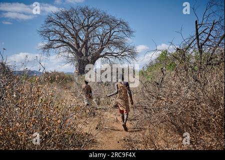 jagende Buschmaenner vom Stamm der Hasabe mit Pfeil und Bogen, Lake Eyasi, Tansania, Afrika  |hunting bushmen of Hasabe tribe with bow and arrow, Lake Stock Photo