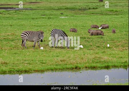 Steppenzebras (Equus quagga) und Warzenschwein (Phacochoerus africanus) in little Serengeti, Arusha Nationalpark, Tansania, Afrika |Plains zebra (Equu Stock Photo