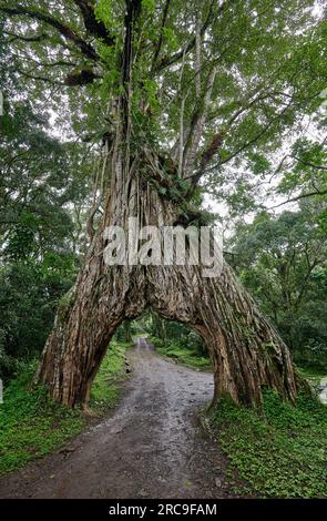 Fig Tree Arch, Straße durch einen Feigenbaum , Arusha Nationalpark, Tansania, Afrika |Fig Tree Arch, road throug a fig tree, Arusha National Park, Tan Stock Photo