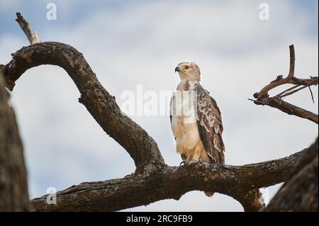 jugendlicher Kronenadler (Stephanoaetus coronatus), Lake Manyara National Park, Mto wa Mbu, Tansania, Afrika |Immature African crowned eagle  (Stephan Stock Photo