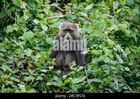 Diademmeerkatze (Cercopithecus mitis) sitzt auf einem Ast, Arusha Nationalpark, Tansania, Afrika |blue monkey or diademed monkey (Cercopithecus mitis) Stock Photo