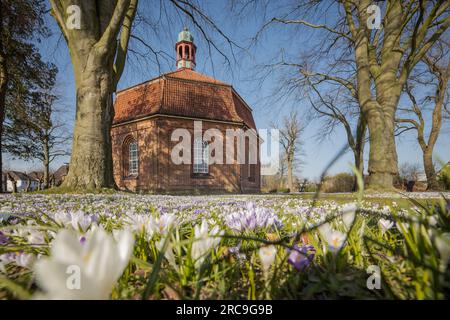 Rund um die achtckige Kirche in Brande-Hörnerkirchen (Kreis Pinneberg) blüht ein Meer von Krokussen Stock Photo