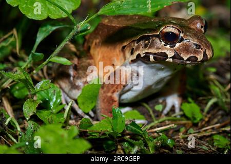 Savage thin-toed frog species of leptodactylid frog (Leptodactylus savagei), Parque Nacional Volcán Arenal, Costa Rica, Zentralamerika  |Savage thin-t Stock Photo