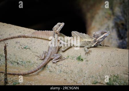 Helmbasilisk (Basiliscus basiliscus), Sierpe, Nationalpark Corcovado ...