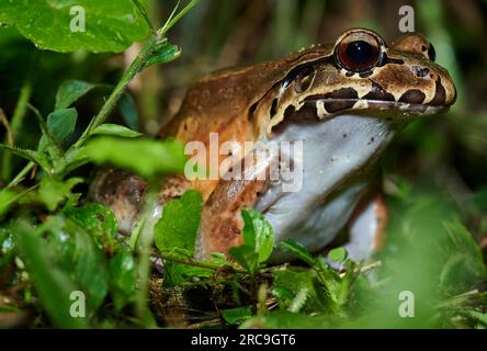 Savage thin-toed frog species of leptodactylid frog (Leptodactylus savagei), Parque Nacional Volcán Arenal, Costa Rica, Zentralamerika  |Savage thin-t Stock Photo