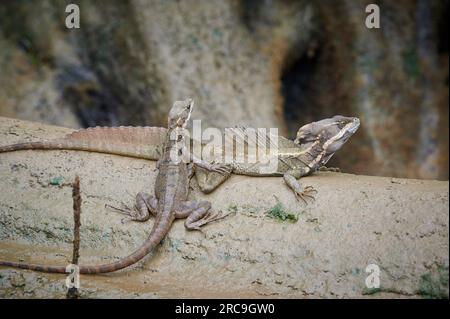 Helmbasilisk (Basiliscus basiliscus), Sierpe, Nationalpark Corcovado ...