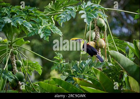 Swainson-Tukan (Ramphastos swainsonii) stielt Papaya Frucht, Nationalpark Corcovado, Osa Peninsula, Costa Rica, Zentralamerika  |chestnut-mandibled to Stock Photo