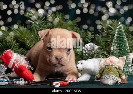 Little cute American Bully puppy next to a Christmas tree decorated with toys, snowflakes, skates and angels with a beautiful bokeh. Christmas and New Stock Photo