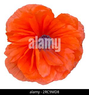 Bright red poppy flower head. Top view vector illustration. Isolated on white background Stock Vector
