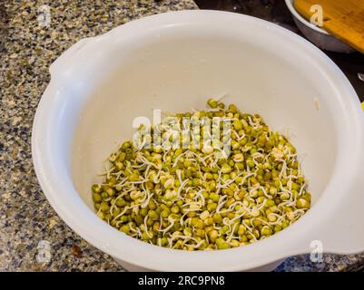 Close up shot of many mung beans in Germination at Oklahoma Stock Photo