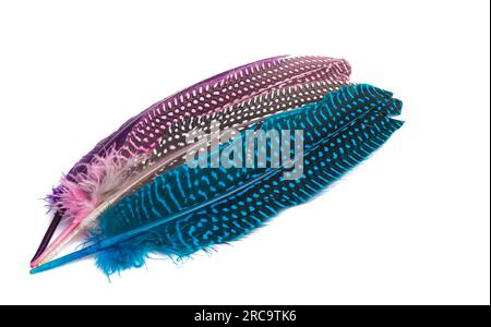 Pheasant feather isolated on white Stock Photo - Alamy