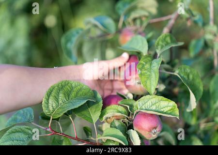 A boy plucks a red apple from an apple tree. A child's hand harvests apples in the garden. Stock Photo