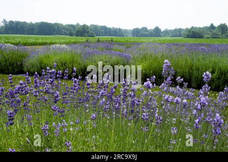Purple lavender plants bloom in a haze in front of a corn field Stock Photo