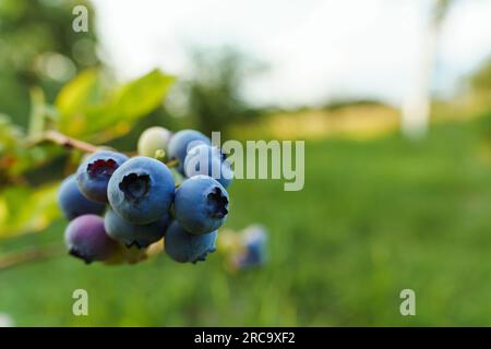 A bunch of blueberries on a branch in the garden. Stock Photo