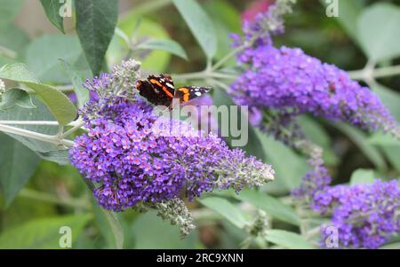 The Red Admiral Butterfly feeding on the nectar of Buddleja Lochinch Stock Photo