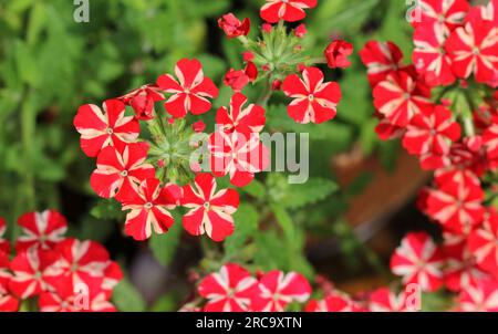 Verbena 'Voodoo Red Star' flowers Stock Photo