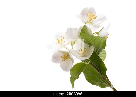 beautiful jasmine flowers isolated on white background Stock Photo - Alamy
