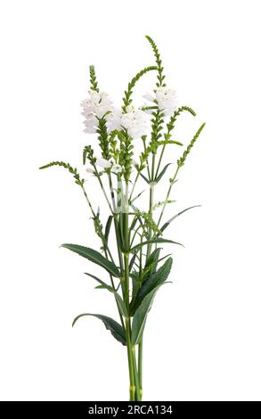 Alba flowers isolated on white background Stock Photo