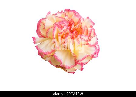 yellow-red carnation isolated on white background Stock Photo