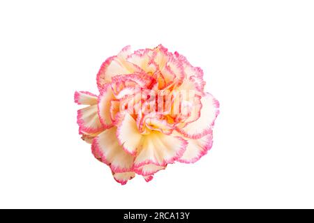 yellow-red carnation isolated on white background Stock Photo