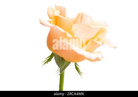 cream rose isolated on white background Stock Photo