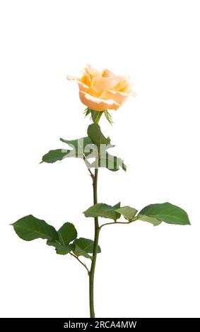 cream rose isolated on white background Stock Photo