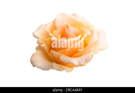cream rose isolated on white background Stock Photo