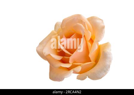 cream rose isolated on white background Stock Photo