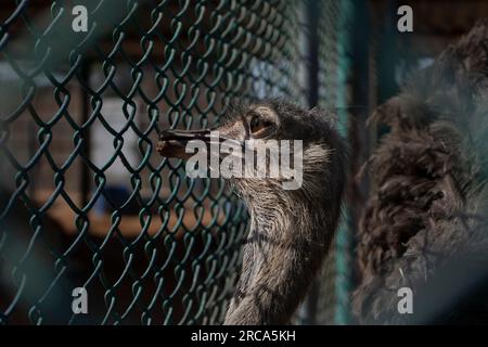 Caged Ostrich looking through fence. Stock Photo