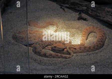 Arabian horned viper, cerastes gasperettii, is a venomous viper species found in the Arabian Peninsula Stock Photo