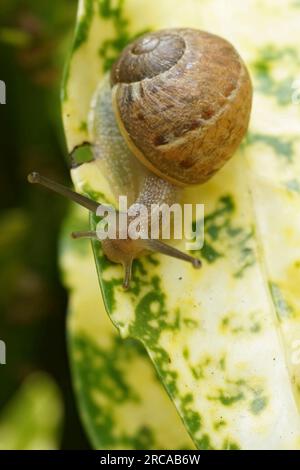 Natural vertical closeup on the common garden snail , garden snail, sitting on a yellow leaf Stock Photo