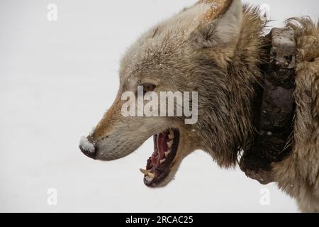 Profile of a wolf in the snow in Yellowstone National Park Stock Photo