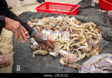 A Vietnamese fisherman man with a tattooed hand and holding a cigarette sorts through freshly caught crabs and prawns on My Khe beach, Son Tra,  Danan Stock Photo