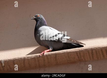 A Feral pigeon (Columba livia domestica) sits on an edge with a nice beige wall background Stock Photo