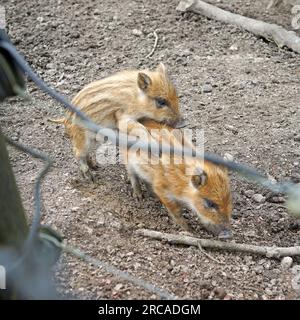 Two very young wild boars practice future behaviour. One mounts the other. It seems to be a sign of dominant behavior Stock Photo