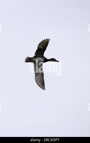 Gadwall, Schnatterente, Canard chipeau, Mareca strepera, kendermagos réce, Hortobágy, Hungary, Magyarország, Europe Stock Photo