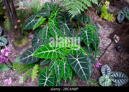 Tropical plants plant in the Ninfarium at Aberglasney Gardens in summer Carmarthenshire Wales UK KATHY DEWITT Stock Photo