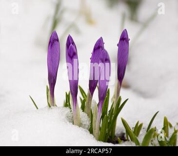 buds of spring crocus flowers peek out from under the snow Stock Photo