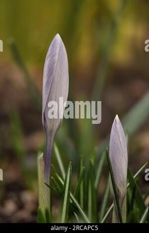 Crocus flowers and buds with yellow petals and green leaves in a ...