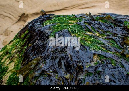 Moss and Seaweed on a Rock at the Beach, Cornwall, England, UK Stock Photo