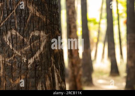 heart shaped graffiti on a tree trunk Stock Photo