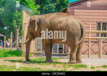 Elephant in the Kiev zoo, full side view photo Stock Photo