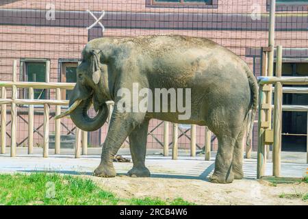 Elephant in the Kiev zoo, full side view photo Stock Photo