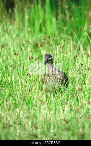 Young mandarin duck, Germany Stock Photo