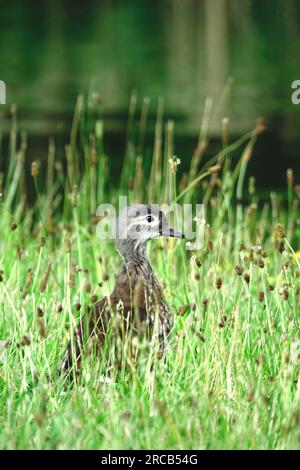 Young mandarin duck, Germany Stock Photo