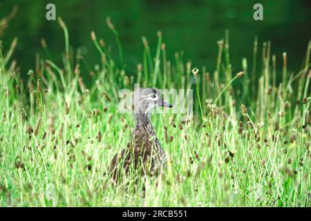 Young mandarin duck, Germany Stock Photo