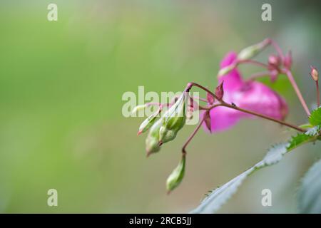 Himalayan balsam (Impatiens glandulifera), seed capsules in the background of a flower, Lake Duemmer, Lower Saxony, Germany Stock Photo