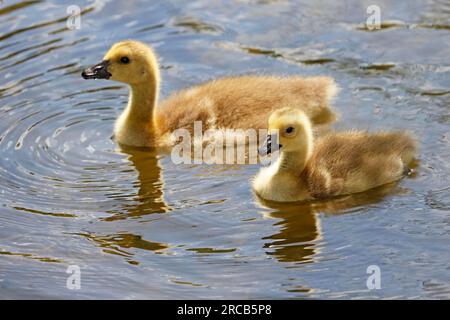 Canada geese (Branta canadensis), chicks swimming in the water, baby animals, Schleswig-Holstein, Germany Stock Photo