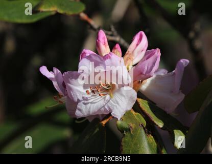 Pink rhododendron flower, wildflower growing in the Everest Region Stock Photo