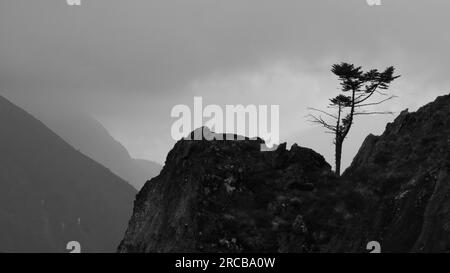 Tree in the Himalayas Stock Photo